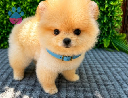 Ruhsatlı Üretimden Cream Pomeranian Boo Yavrumuz | Safkan
