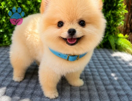 Ruhsatlı Üretimden Cream Pomeranian Boo Yavrumuz | Safkan - 5952