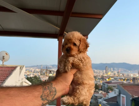 Maltipoo yavruları 1 Yaşında - 5953