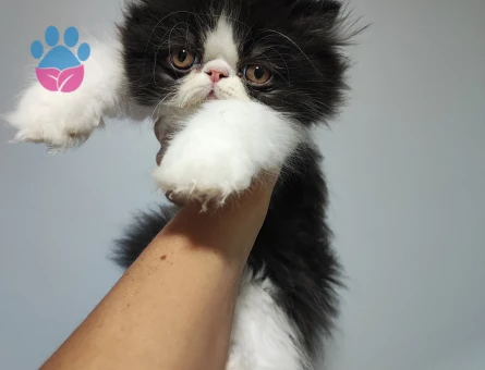 İran persian yavruları