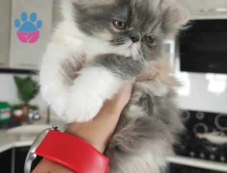 İran persian dişi yavruları
