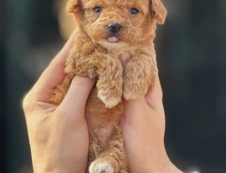 Toy Poodle 3 Aylık Dişi ve Erkek Yavrular - 5959