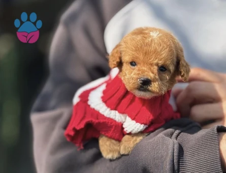 Teacup Poodle 3 Aylık Bebeğimiz - 5960