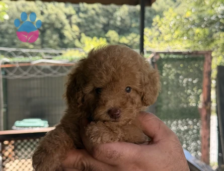 Toy Poodle Mükemmel Kalite Yavrularımız