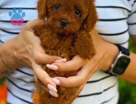Teacup Poodle Yavrularımız Teslime Hazır - 5962