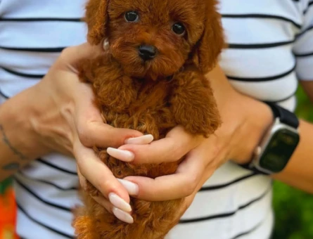 Teacup Poodle Yavrularımız Teslime Hazır - 5962