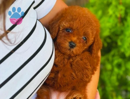 Teacup Poodle Yavrularımız Teslime Hazır