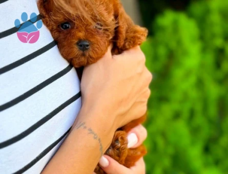 Teacup Poodle Yavrularımız Teslime Hazır