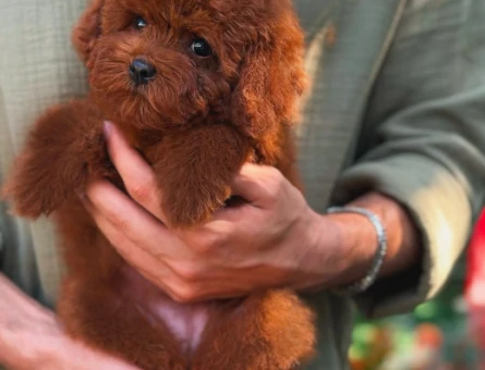 Teacup 3 Toy Poodle Dişi ve Erkek Yavru - 5963