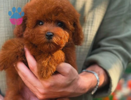 Teacup 3 Toy Poodle Dişi ve Erkek YavR