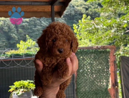 Sevimli Bebekler Toy Poodle - 5964