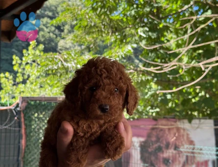 Sevimli Bebekler Toy Poodle