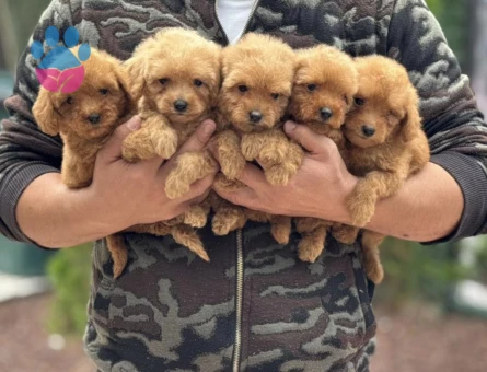 Toy Poodle Şahane Yavrularımız - 5965
