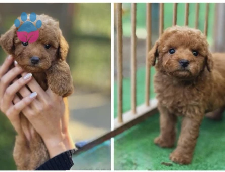 Teacup Poodle Oyuncu Yavrularımız - 5966