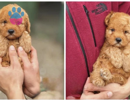 Mükemmel Safkan Teacup Poodle - 5967