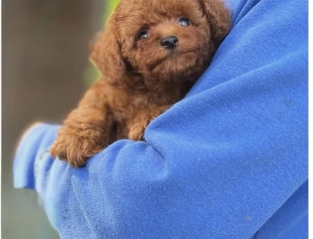 Toy Poodle Show Kalite Yavrularımız - 5968