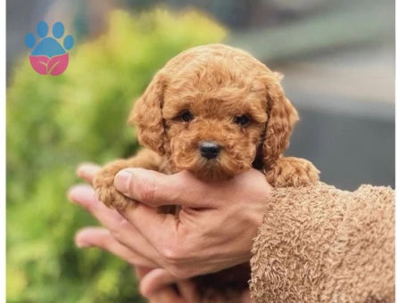 Toy Poodle Bebekler Yuva Arıyor - 5970