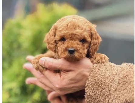 Toy Poodle Bebekler Yuva Arıyor - 5970