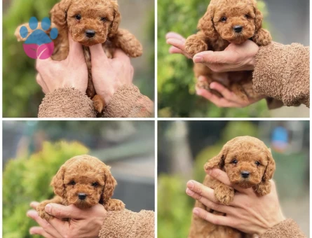Toy Poodle Bebekler Yuva Arıyor