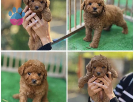 Teacup Safkan Poodle Yavrularımız