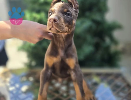 Kızıl Ton King Doberman Yavrular - 5972