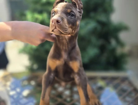 Kızıl Ton King Doberman Yavrular - 5972