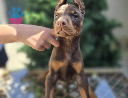 Kızıl Ton King Doberman Yavrular