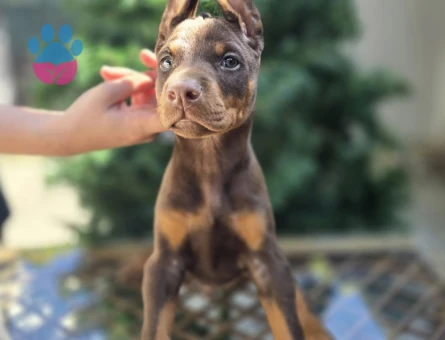 Kızıl Ton King Doberman Yavrular