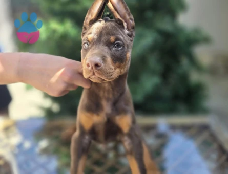 Kızıl Ton King Doberman Yavrular