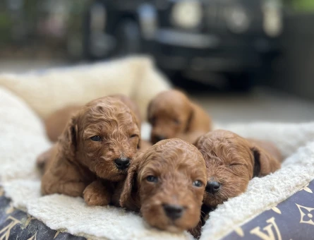 TEACUP LEKESİZ YAVRULARIMIZ DOĞDU - 5973
