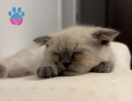 Scottish Fold 2 Aylık Dişi