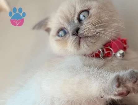 Scottish Fold 2 Aylık Dişi - 5975