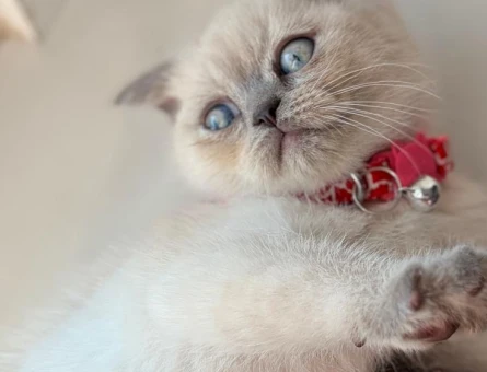 Scottish Fold 2 Aylık Dişi - 5975