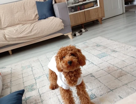 Toy Poodle Cookie - 5977