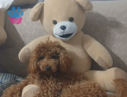 Toy Poodle Cookie