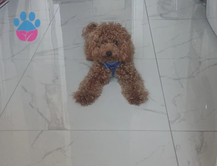Toy Poodle Cookie