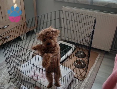 Toy Poodle Cookie