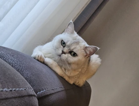 British shorthair 5 Yaşında Yuva Arıyor - 5978