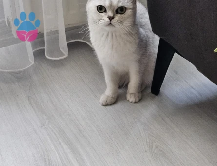 British shorthair 5 Yaşında Yuva Arıyor