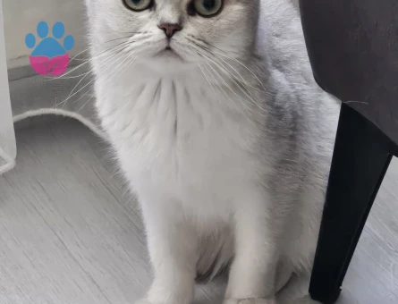 British shorthair 5 Yaşında Yuva Arıyor
