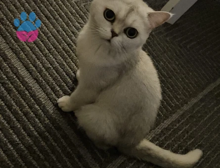 British shorthair 5 Yaşında Yuva Arıyor