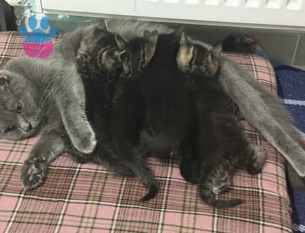 British Shorthair Çok Tatlı Yavrular