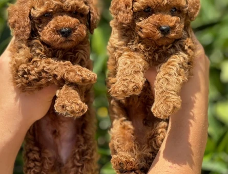 Kore Poodlelarımız 2 Aylık - 5982