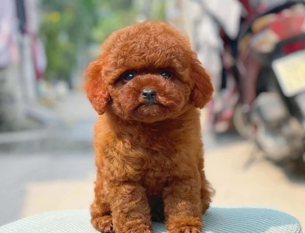 Poodle bebekler - 5985