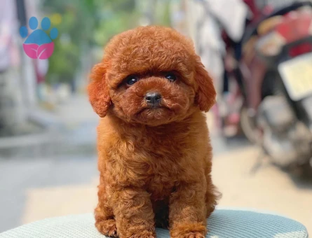 Poodle bebekler