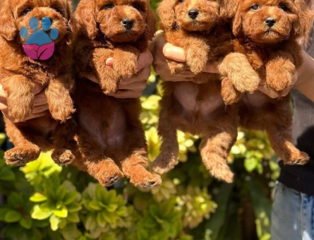 Şeker bebekler Poodle kore