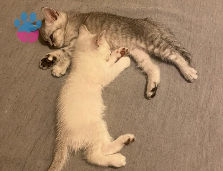 3 AYLIK PRENS YENİ EVİNİ ARIYOR