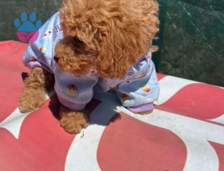 TOY POODLE MAMASI PEDİ MALZEMELERİ İLE - 7449 - Görsel 3