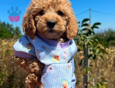 TOY POODLE MAMASI PEDİ MALZEMELERİ İLE - 7449