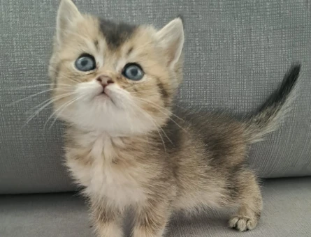 British shorthair erkek yavru - 7451